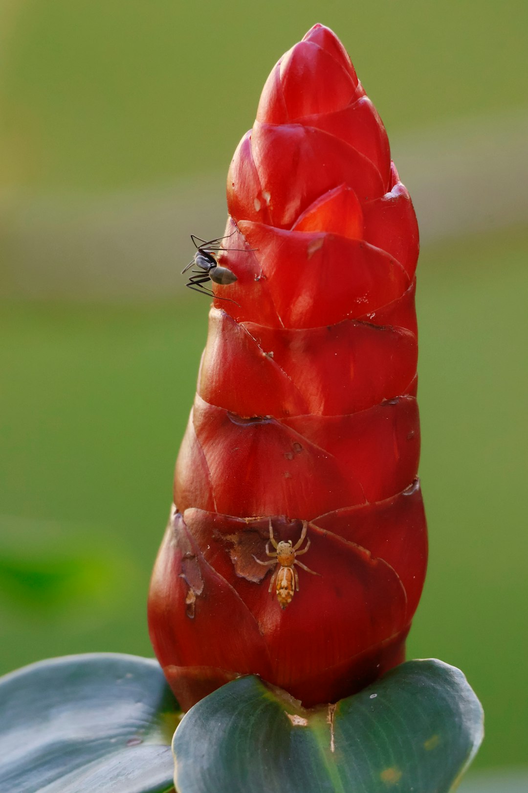 Botanics Mirror wallpaper pattern — base photo: A red flower bud with a spider and insect.