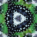 Entomology Hexagon wallpaper pattern