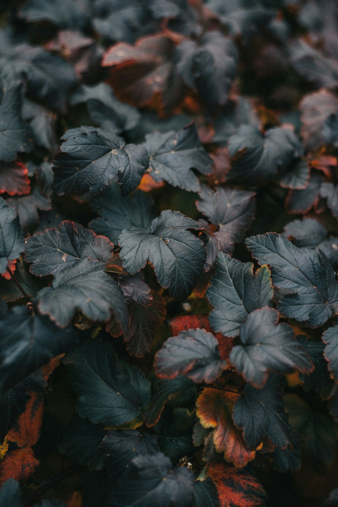 Botanics Mirror wallpaper pattern — base photo: Fall color leaves texture