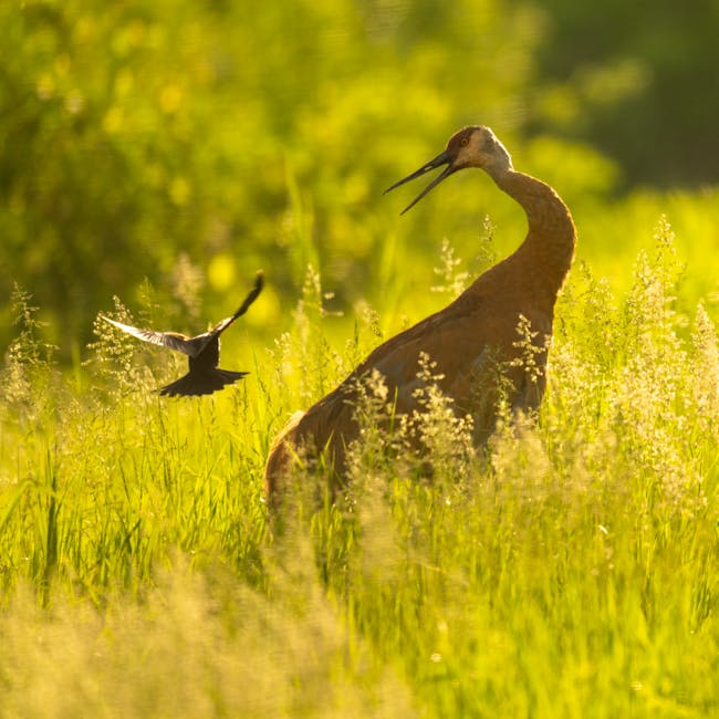 Seamless kaleidoscope wallpaper pattern — Origami by wallpaper⁶ — base photo: A crane and smaller bird in a sunny Tell, Wisconsin meadow.