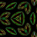Entomology Hexagon wallpaper pattern