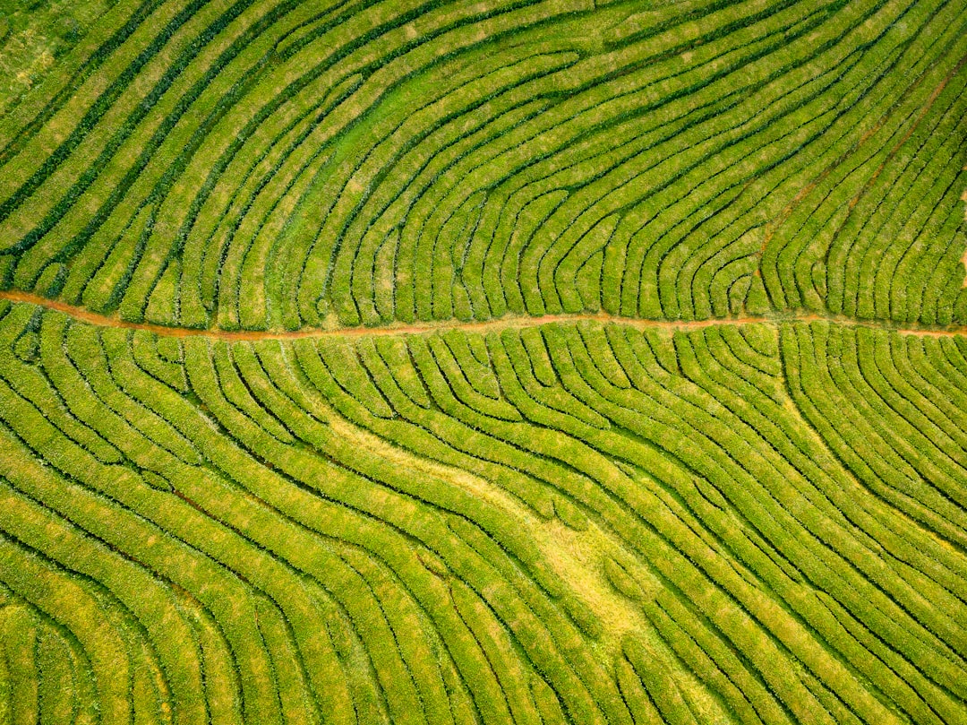 Emotions Diamond wallpaper pattern — base photo: aerial view of green open field