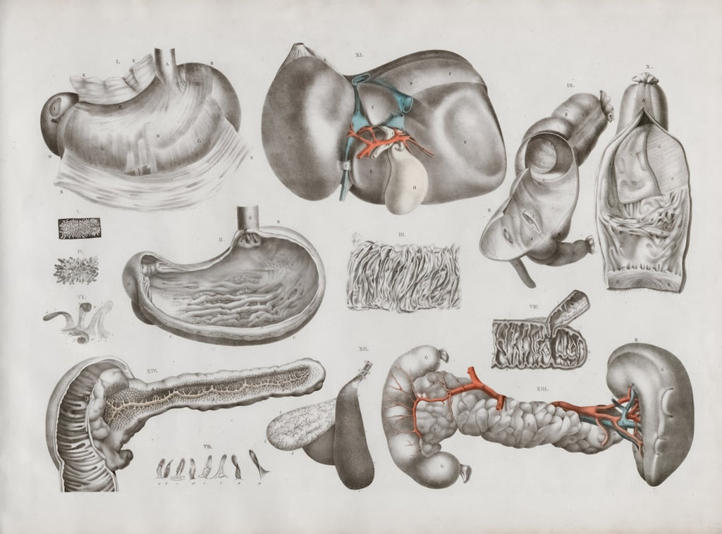 Seamless hex wallpaper pattern — Medicine by wallpaper⁶ — base photo: Title: Anatomie der Ernährungsorgane Creator: Date: 1832 Providing institution: Universitätsbiblioth