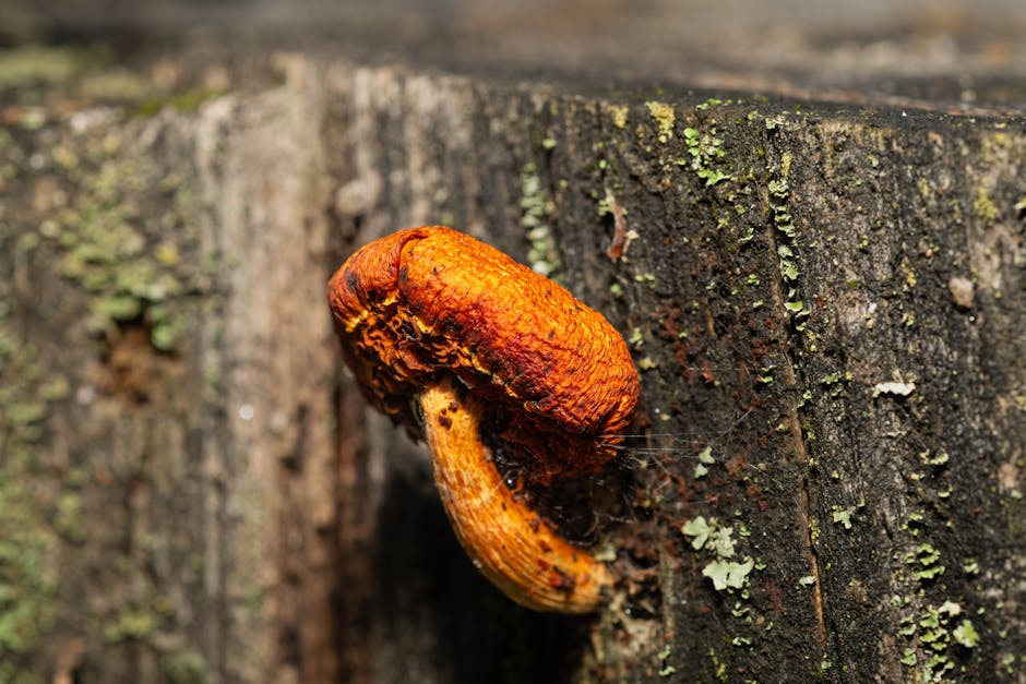 Mineralogy Diamond wallpaper pattern — base photo: Close-up of a striking orange mushroom growing on aged wood in İzmir, Türkiye.