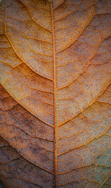 Close-up of an autumn leaf's brown veins, forming an organic hex pattern. Self-adhesive wallpaper design. — base photo: A closely cropped, high-definition photograph of a fallen brown leaf during autumn. The focus is sha