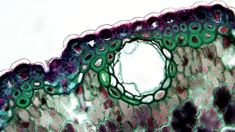 Biology Mirror wallpaper pattern — base photo: Microscope image showcasing a vibrant cross-section of a plant cell, highlighting its cellular struc