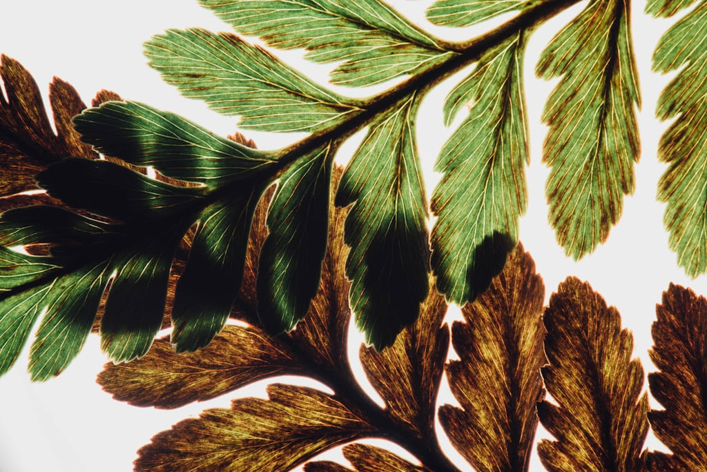 Botanics Mirror wallpaper pattern — base photo: green leaf