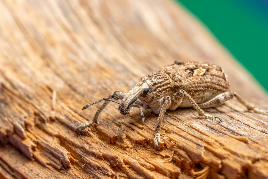 Molecular Physics Hexagon wallpaper pattern — base photo: Macro shot of a brown weevil on wood showcasing detailed texture and natural camouflage.