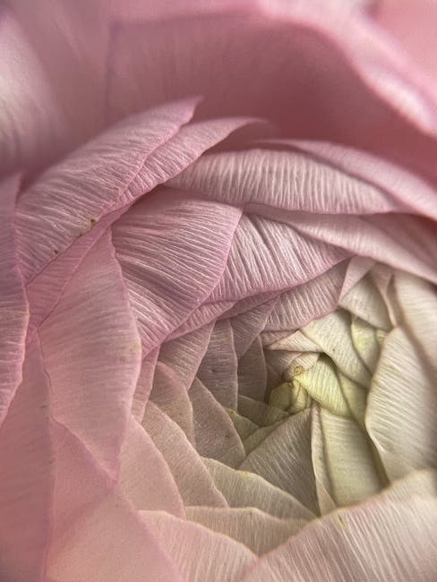 Seamless hex wallpaper pattern — Geometry by wallpaper⁶ — base photo: A close-up shot of delicate, soft pink rose petals forming a mesmerizing spiral pattern.