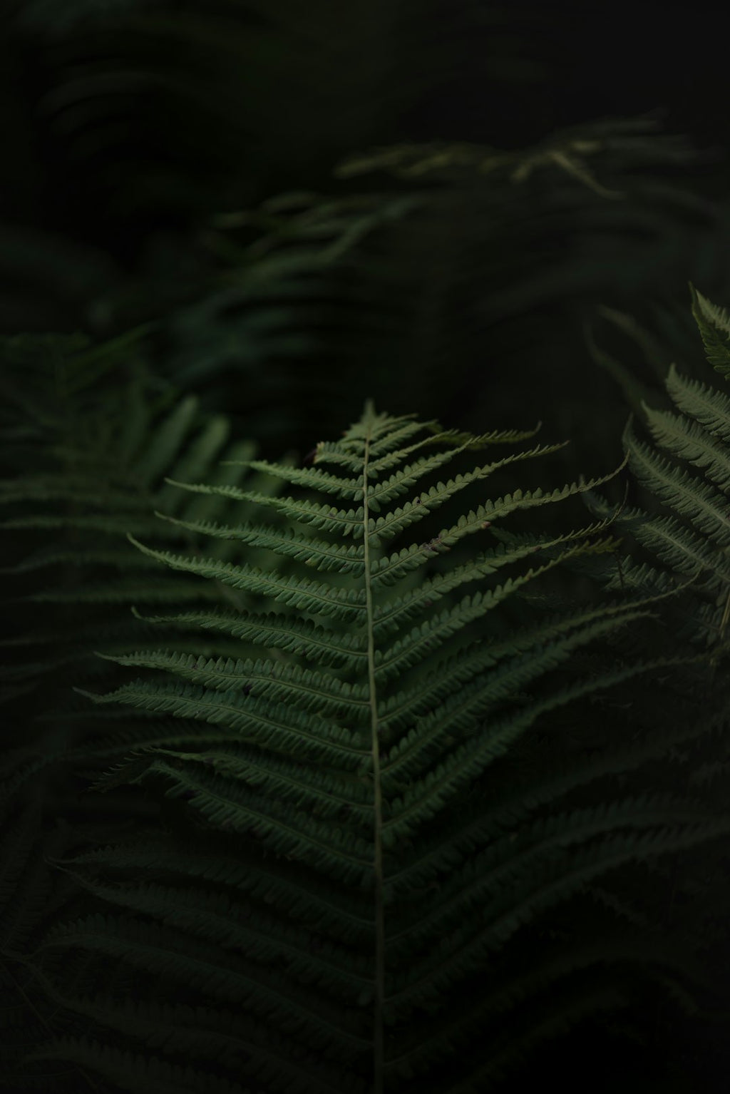 Botanics Wave wallpaper pattern — base photo: a close up of a fern leaf in the dark