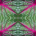 Botanics Mirror wallpaper pattern