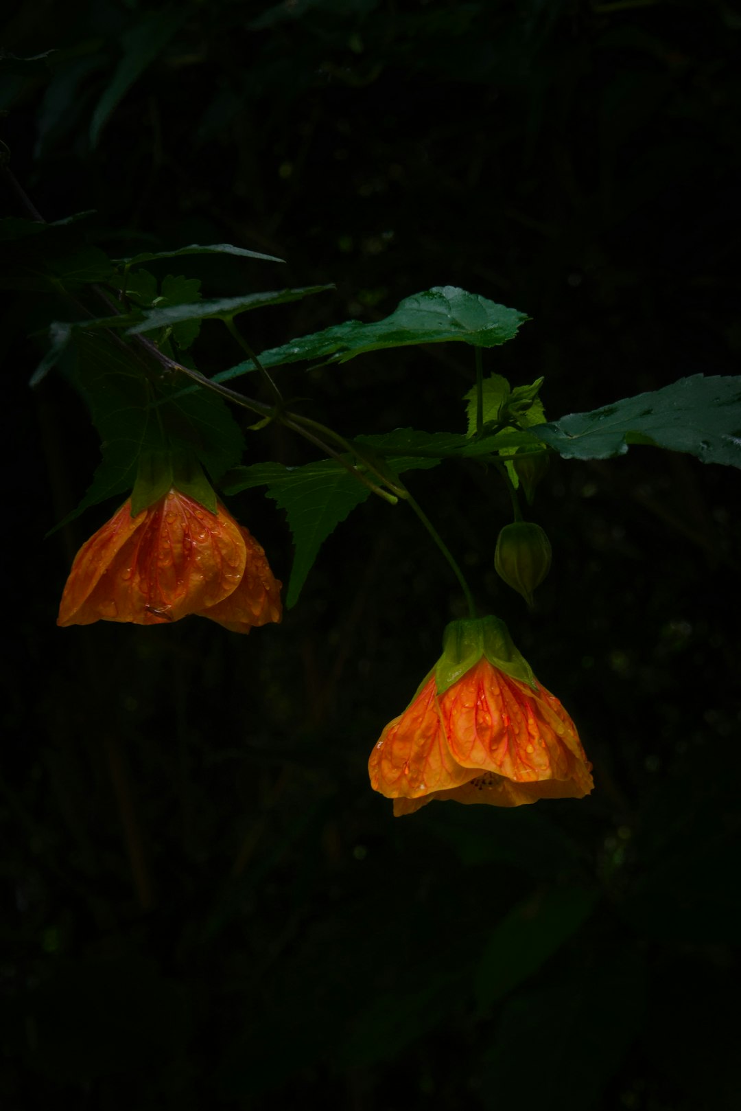 Portraits Hexagon wallpaper pattern — base photo: a couple of flowers that are hanging from a tree