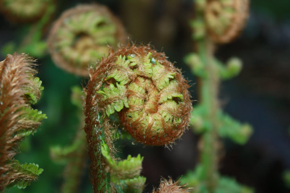 Botanics Kaleidoscope wallpaper pattern — base photo: Macro shot of furled fern fronds showcasing natural beauty.