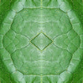 A symmetrical Mirror pattern of green plant leaves and cellular textures forming a complex botanical tapestry.