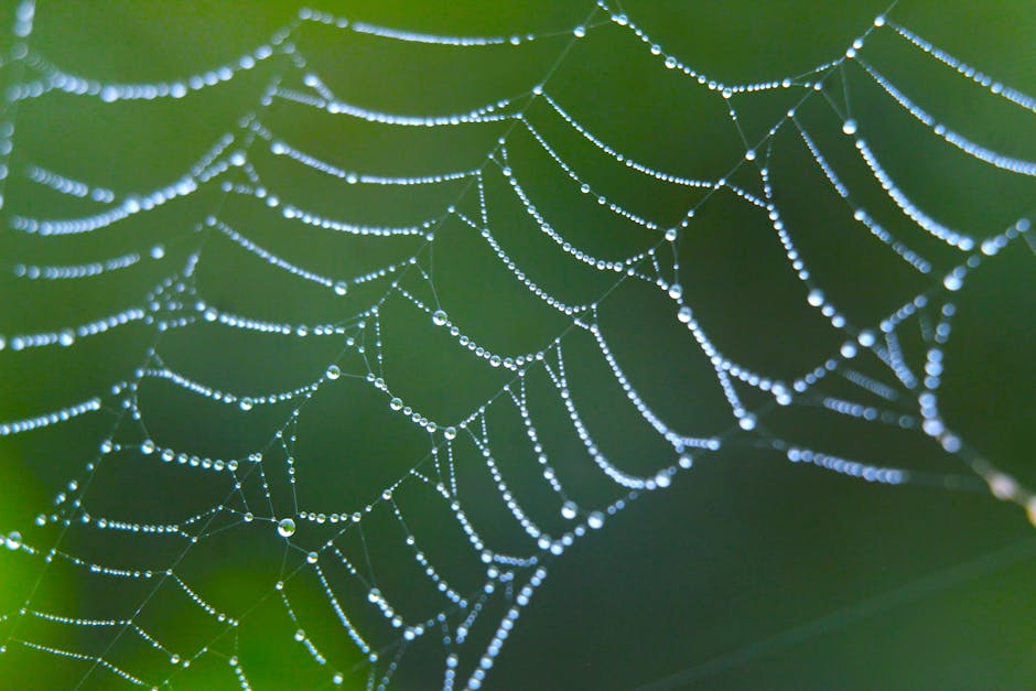 Seamless pinwheel wallpaper pattern — Cosmology by wallpaper⁶ — base photo: Close-up of a spider web with dewdrops, creating a delicate and natural pattern.