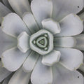 A close-up, repeating pattern of a blue succulent plant arranged in a hexagonal symmetry, titled 'Succulent Bloom · Hex — wallpaper⁶'.