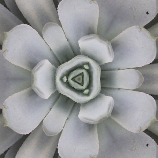 A close-up, repeating pattern of a blue succulent plant arranged in a hexagonal symmetry, titled 'Succulent Bloom · Hex — wallpaper⁶'.