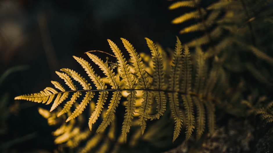 Botanics Kaleidoscope wallpaper pattern — base photo: A detailed view of a fern leaf with a dark, natural background.