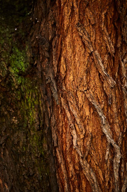 Close-up of tree bark with moss, transformed into a repeating kaleidoscope pattern for botany-themed wallpaper. — base photo: A close-up, macro view of weathered tree bark, richly textured and featuring patches of vibrant gree