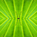 Entomology Mirror wallpaper pattern
