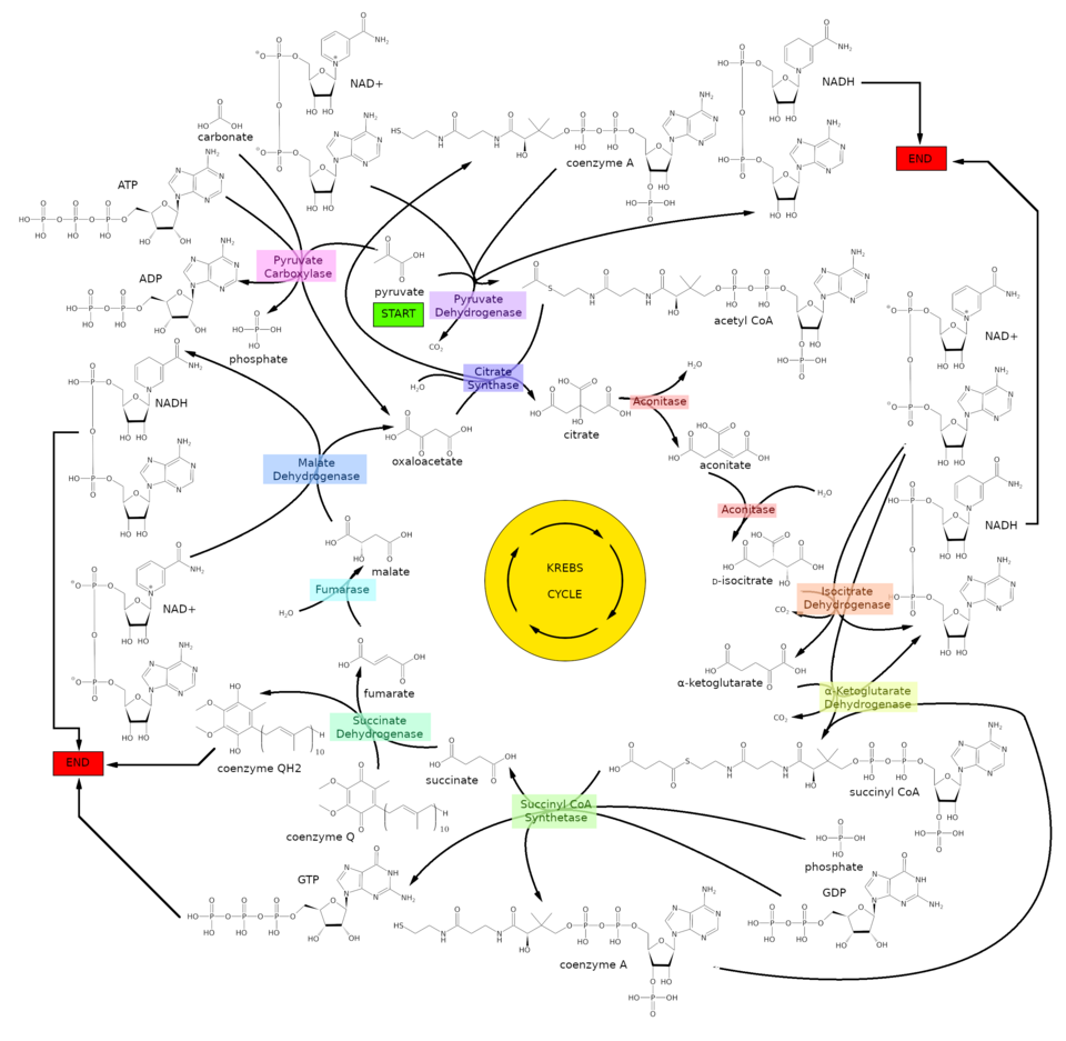 Seamless mirror wallpaper pattern — Biochemistry by wallpaper⁶ — base photo: File:Krebs cycle.png
