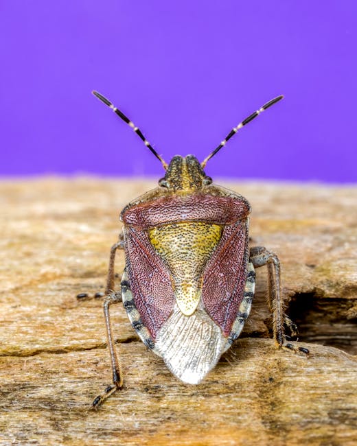 Chemistry Brick wallpaper pattern — base photo: Close-up macro image of a brown stink bug on wooden surface with purple background.