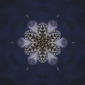 Symmetrical pattern of red opalescent lionfish with flowing fins, arranged in a kaleidoscope design against a vibrant background.