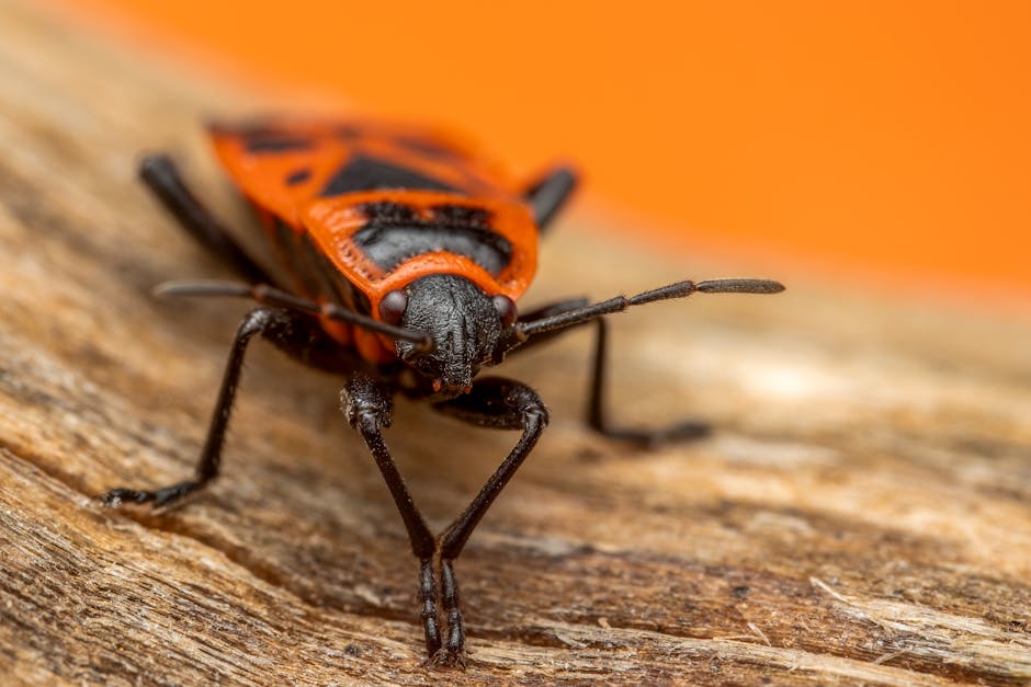 Fractals Kaleidoscope wallpaper pattern — base photo: Macro shot of a Spilostethus Pandurus bug on textured wood against an orange background.