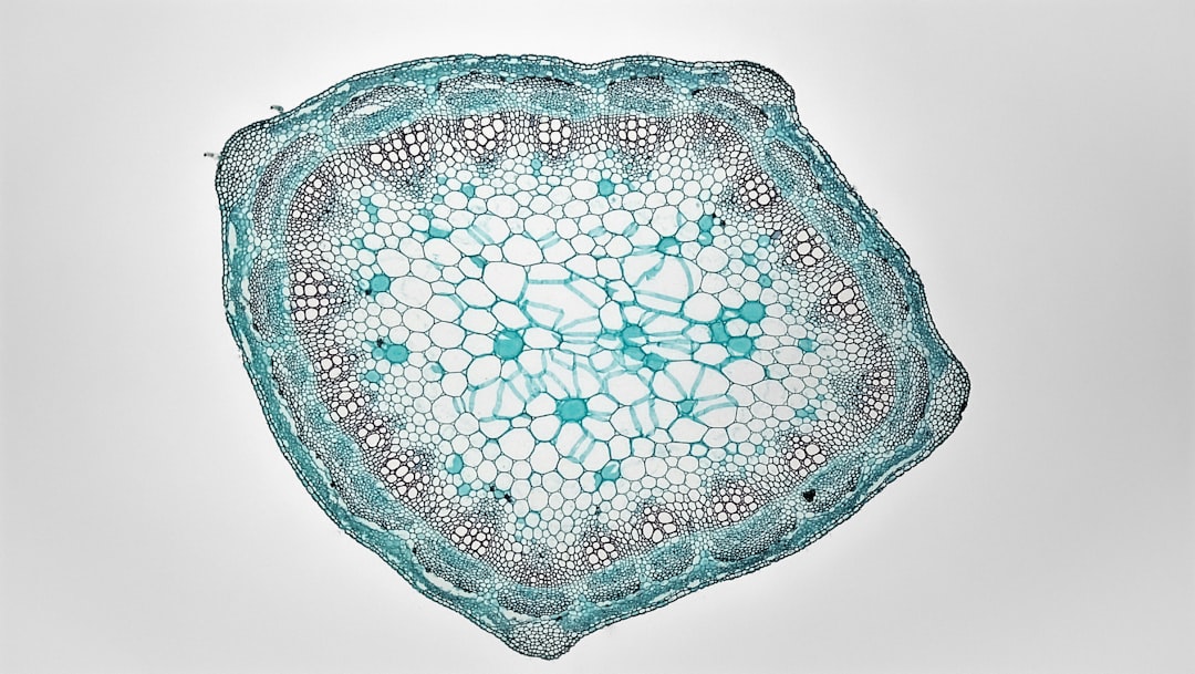 Seamless kaleidoscope wallpaper pattern — Medicine by wallpaper⁶ — base photo: Herbaceous Dicot Stem: Younger Trifolium. cross section: Younger Trifolium stem common name: Clover 