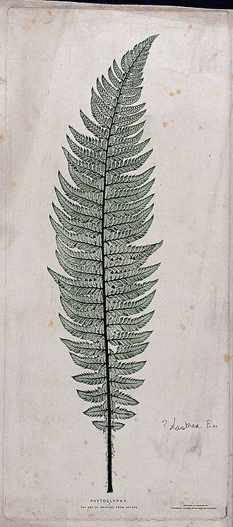 A pattern of elegant fern fronds in a hex arrangement, showcasing natural green hues and intricate botanical details, suitable for stylish home decor. — base photo: A detailed close-up of a single fern frond, showcasing its complex, feathery structure and natural g