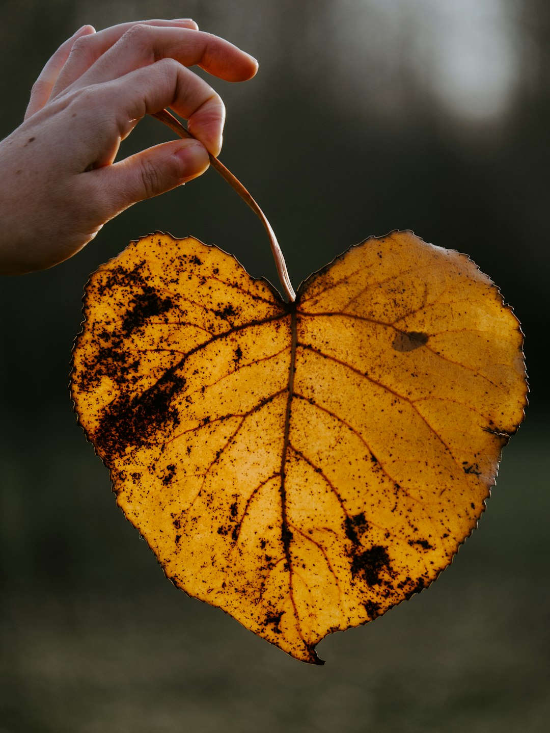 Seamless kaleidoscope wallpaper pattern — Calligraphy by wallpaper⁶ — base photo: person holding yellow leaf during daytime