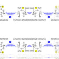 Seamless mirror wallpaper pattern — Biochemistry by wallpaper⁶