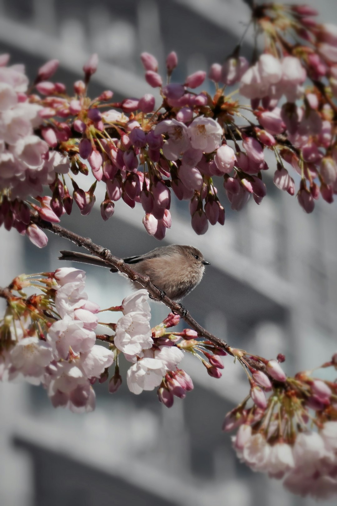 Portraits Mirror wallpaper pattern — base photo: A small bird rests on a cherry blossom branch.